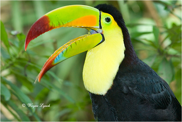 Keel-billed Toucan, Mexico 102 by Dr. Wayne Lynch ©